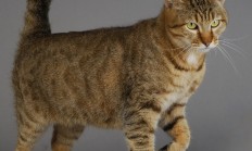 开云体育官方网站-赛道与球场，F1新赛季揭幕战与骑士险胜广东的双重焦点