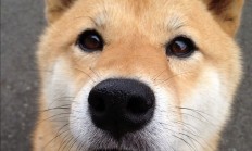 开云体育视频直播-北欧风暴席卷红牛竞技场，丹麦力量如何连续施压锁定欧冠淘汰赛胜局