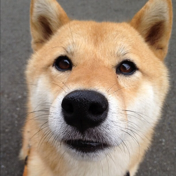 北欧风暴席卷红牛竞技场，丹麦力量如何连续施压锁定欧冠淘汰赛胜局