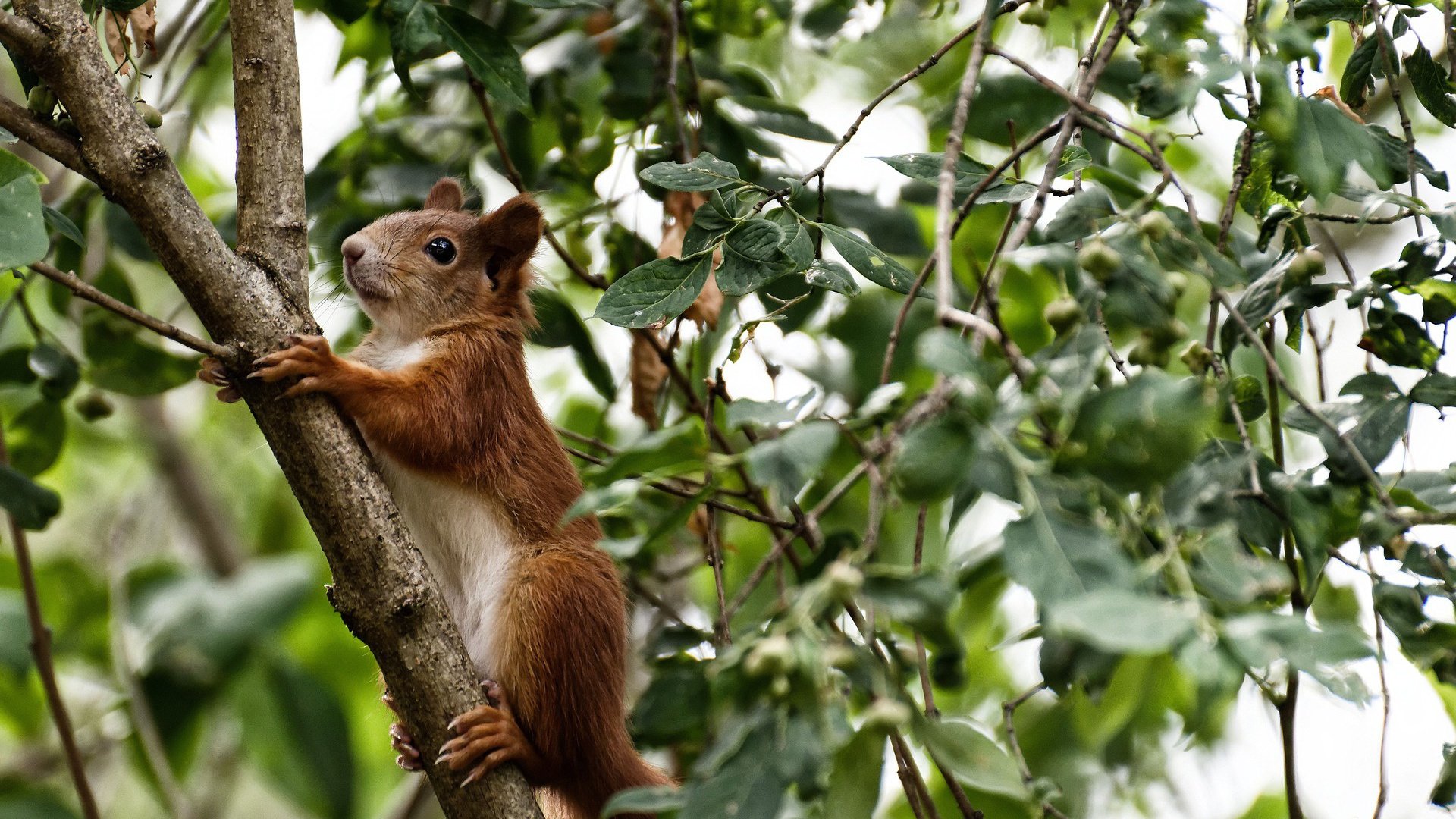 猛龙绝杀鹈鹕,克莱在2026世界杯接管比赛,跨越时空的传奇瞬间